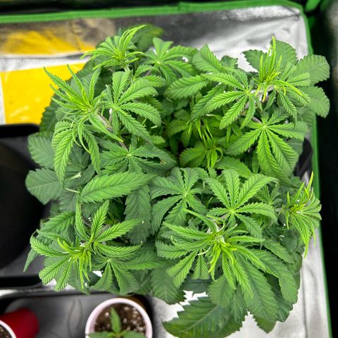 Special Kush #1 2th growlog timeline photo