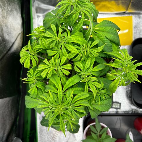 Special Kush #1 1th growlog timeline photo