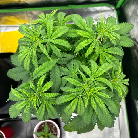 Special Kush #1 2th growlog timeline photo