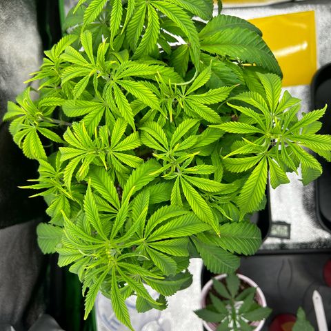Special Kush #1 1th growlog timeline photo