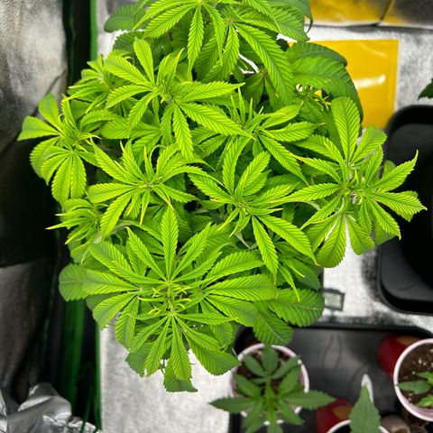 Special Kush #1 1th growlog timeline photo