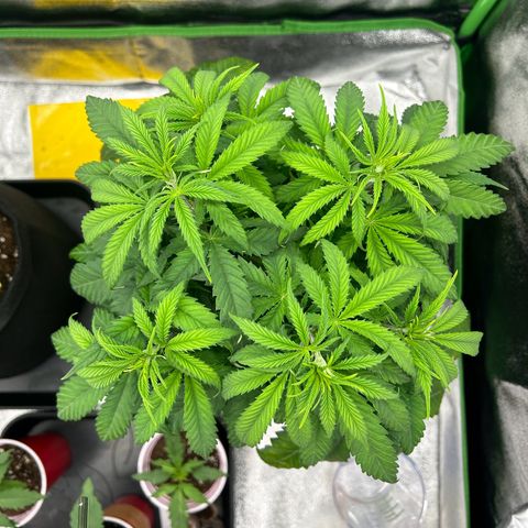Special Kush #1 2th growlog timeline photo