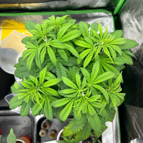 Special Kush #1 2th growlog timeline photo