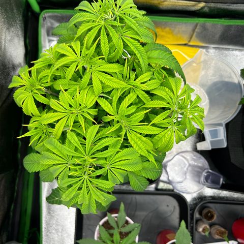 Special Kush #1 1th growlog timeline photo