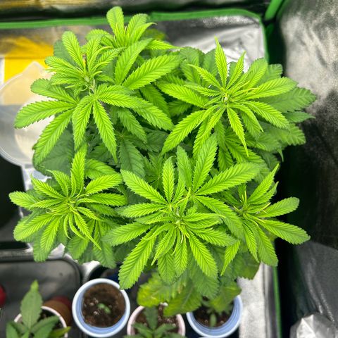 Special Kush #1 2th growlog timeline photo