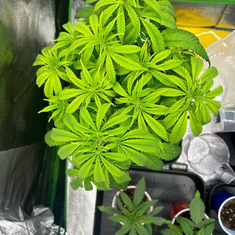 Special Kush #1 1th growlog timeline photo