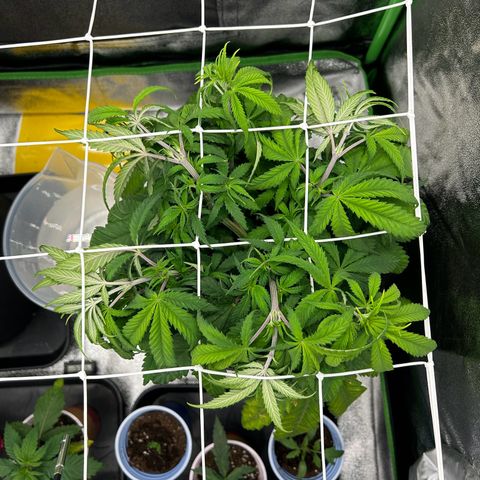 Special Kush #1 2th growlog timeline photo