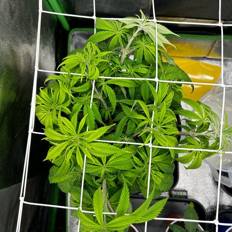 Special Kush #1 1th growlog timeline photo