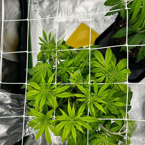 Special Kush #1 1th growlog timeline photo