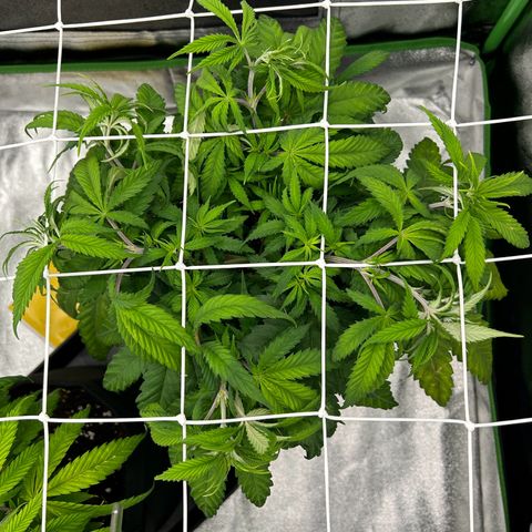 Special Kush #1 2th growlog timeline photo