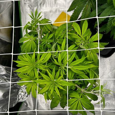 Special Kush #1 1th growlog timeline photo