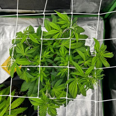 Special Kush #1 2th growlog timeline photo