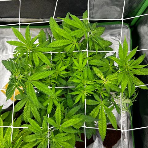 Special Kush #1 2th growlog timeline photo