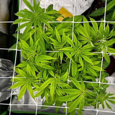 Special Kush #1 1th growlog timeline photo