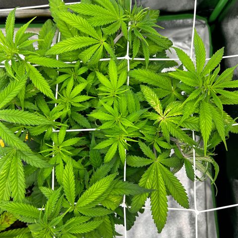 Special Kush #1 2th growlog timeline photo