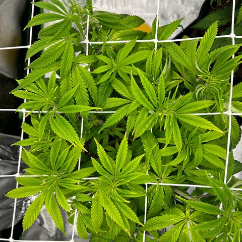 Special Kush #1 1th growlog timeline photo
