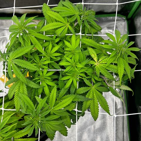 Special Kush #1 2th growlog timeline photo