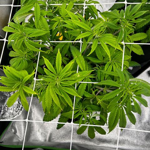 Special Kush #1 1th growlog timeline photo