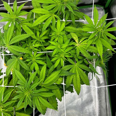 Special Kush #1 2th growlog timeline photo