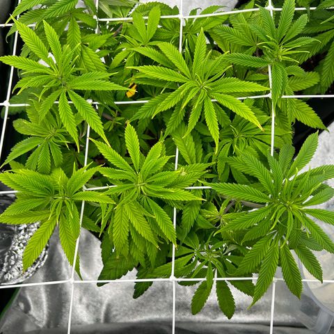 Special Kush #1 1th growlog timeline photo