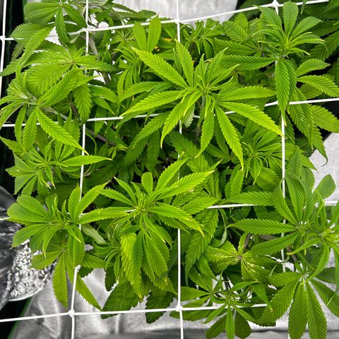 Special Kush #1 1th growlog timeline photo