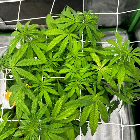 Special Kush #1 2th growlog timeline photo