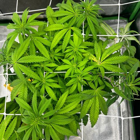 Special Kush #1 2th growlog timeline photo