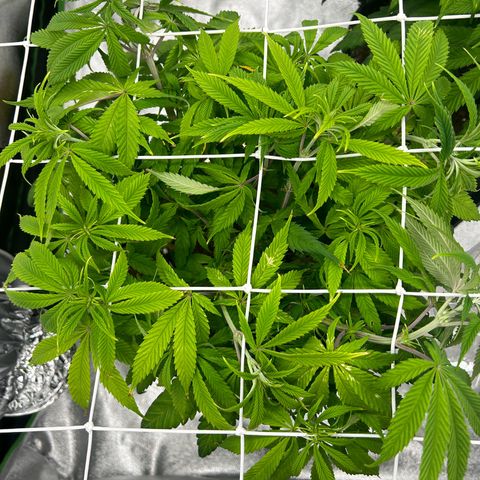 Special Kush #1 1th growlog timeline photo