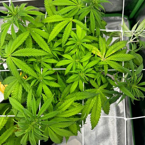 Special Kush #1 2th growlog timeline photo