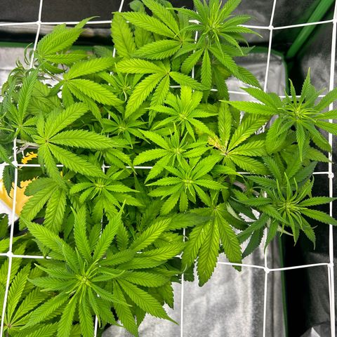 Special Kush #1 2th growlog timeline photo