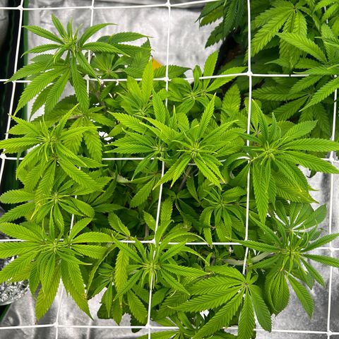 Special Kush #1 1th growlog timeline photo