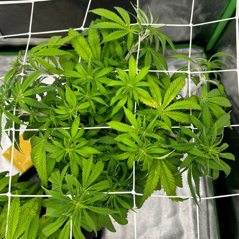 Special Kush #1 2th growlog timeline photo