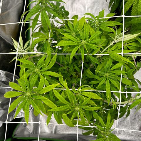 Special Kush #1 1th growlog timeline photo