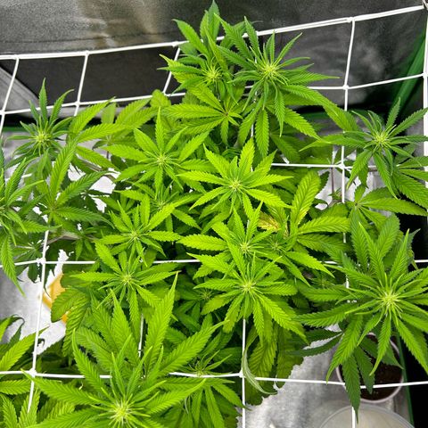 Special Kush #1 2th growlog timeline photo