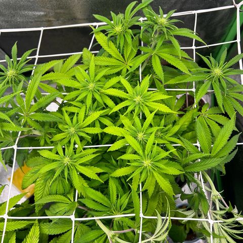 Special Kush #1 2th growlog timeline photo