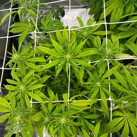 Special Kush #1 1th growlog timeline photo