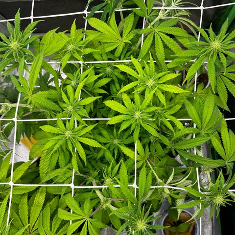 Special Kush #1 2th growlog timeline photo