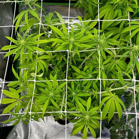 Special Kush #1 1th growlog timeline photo