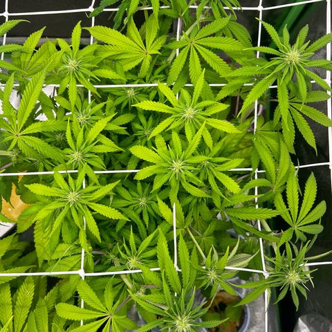 Special Kush #1 2th growlog timeline photo