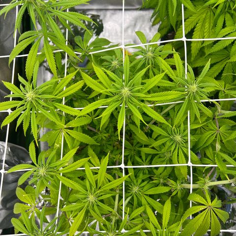 Special Kush #1 1th growlog timeline photo