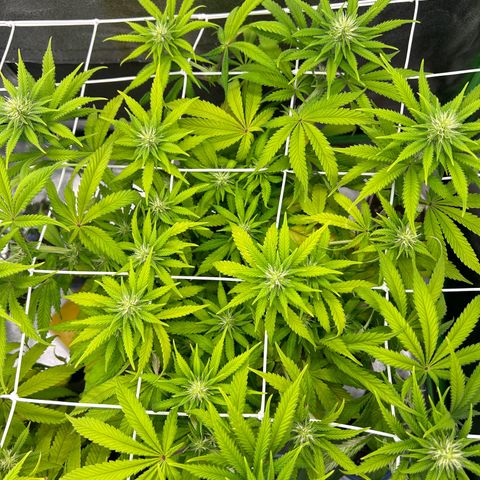 Special Kush #1 2th growlog timeline photo