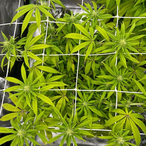 Special Kush #1 1th growlog timeline photo