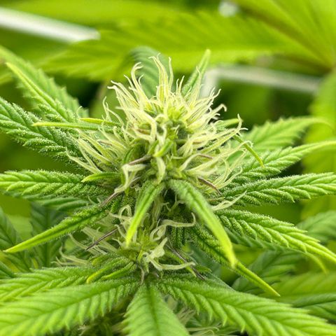 Special Kush #1 1th growlog timeline photo