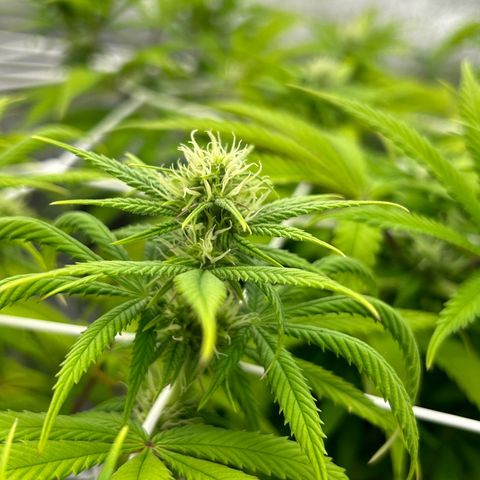 Special Kush #1 1th growlog timeline photo