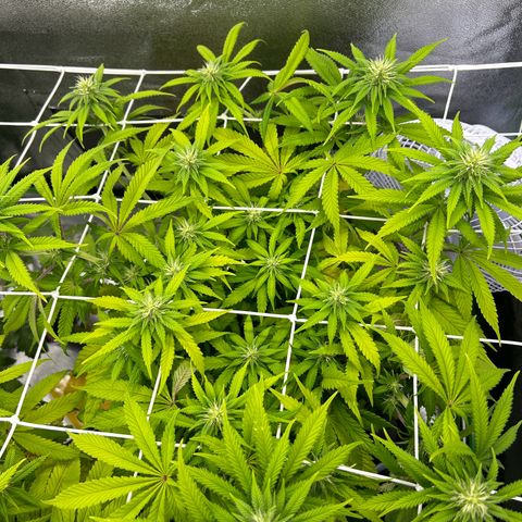 Special Kush #1 2th growlog timeline photo