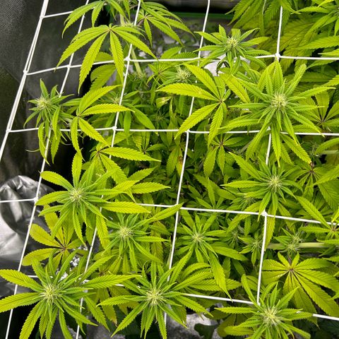 Special Kush #1 1th growlog timeline photo