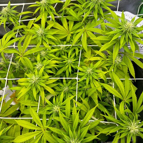 Special Kush #1 2th growlog timeline photo