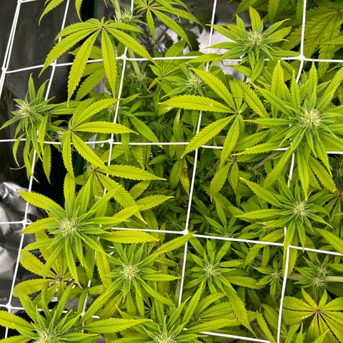 Special Kush #1 1th growlog timeline photo