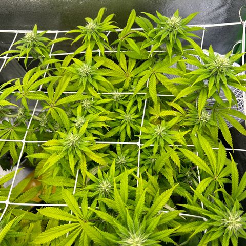 Special Kush #1 2th growlog timeline photo