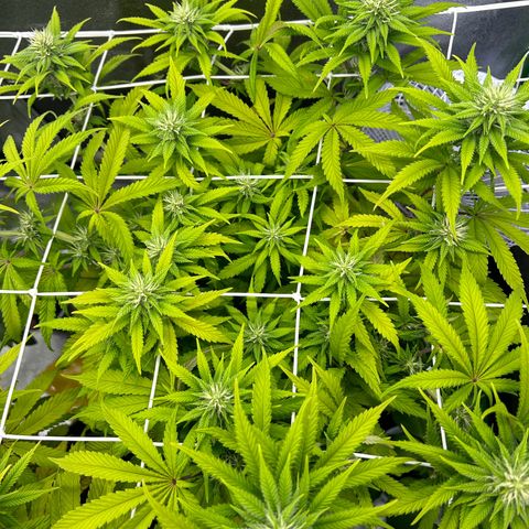 Special Kush #1 2th growlog timeline photo